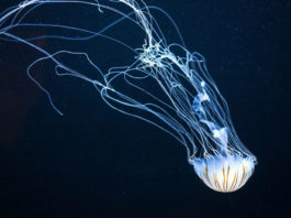 La medusa affascinante animale marino