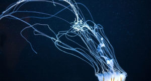 Medusa: l’affascinante animale marino La medusa affascinante animale marino