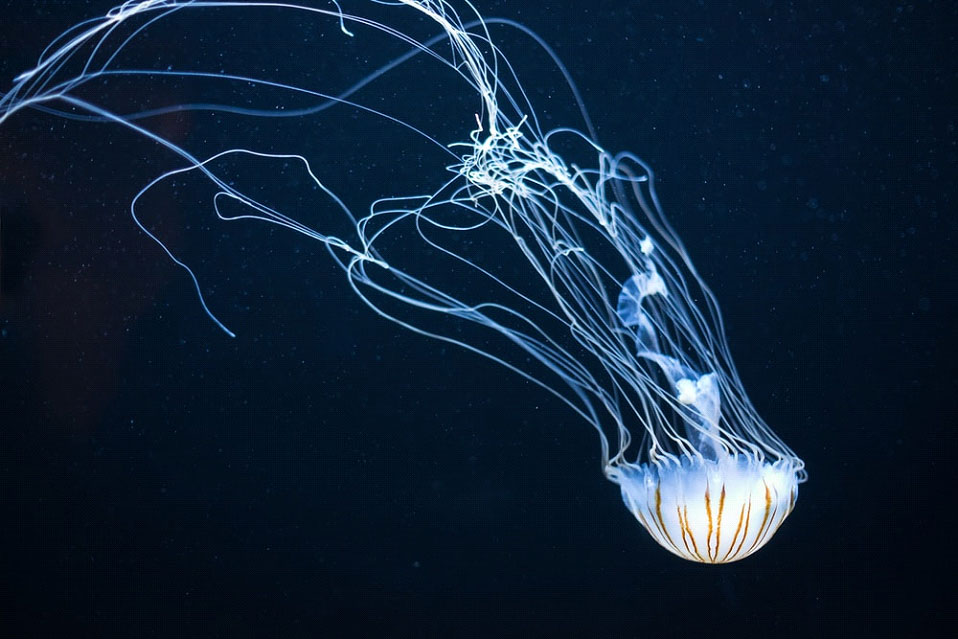 La medusa affascinante animale marino