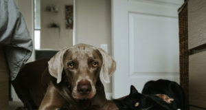 Cani e gatti comprendono il nostro linguaggio? Cani e gatti ci comprendono?