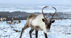 I “superpoteri” della renna I superpoteri della renna