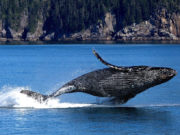 Balene: tuffatrici del mare Balena