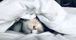 5 consigli per una convivenza serena con il tuo micio Gatto sotto le coperte