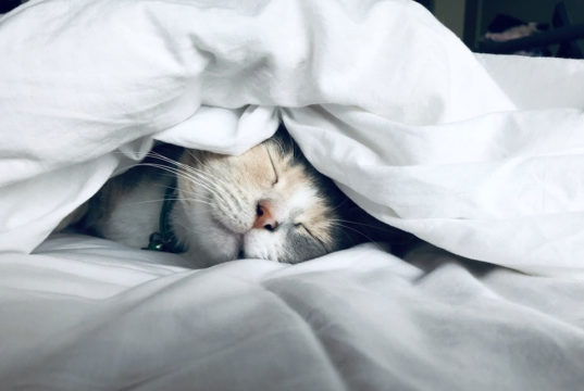 5 consigli per una convivenza serena con il tuo micio Gatto sotto le coperte
