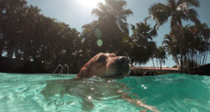 Come far passare un’estate serena al tuo cane Cane in piscina
