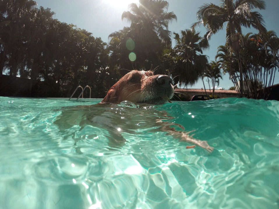 Cane in piscina