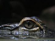 Coccodrillo e alligatore come riconoscere i gemelli diversi Coccodrillo e alligatore