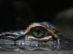 Coccodrillo e alligatore come riconoscere i gemelli diversi Coccodrillo e alligatore