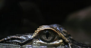 Coccodrillo e alligatore come riconoscere i gemelli diversi Coccodrillo e alligatore