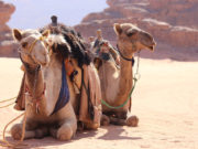 Dromedario e cammello: quando le gobbe fanno la differenza Cammello e dromedario