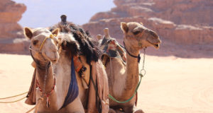 Dromedario e cammello: quando le gobbe fanno la differenza Cammello e dromedario