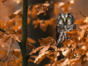 Uno splendido volatile, tante curiosità! Il gufo e le sue curiosità