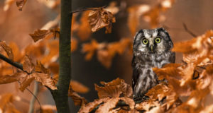 Uno splendido volatile, tante curiosità! Il gufo e le sue curiosità