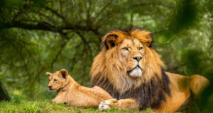 Il richiamo del re della savana Il re della savana