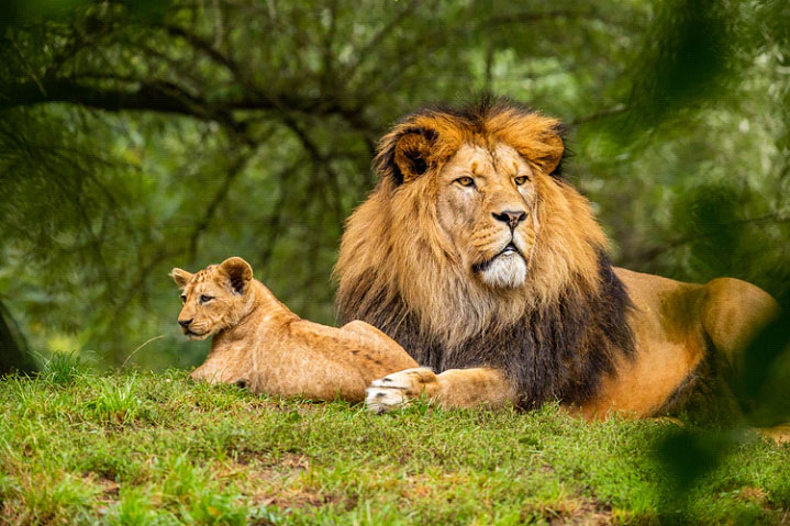 Il re della savana