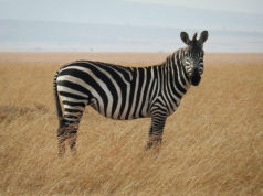 La zebra e il mistero delle sue strisce La zebra e il mistero delle sue strisce