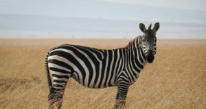 La zebra e il mistero delle sue strisce La zebra e il mistero delle sue strisce