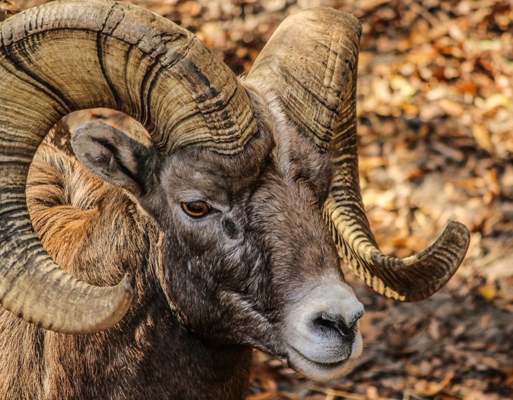 Animali con le corna