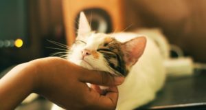 Perché i gatti fanno le fusa e come ci riescono? Perché i gatti fanno le fusa