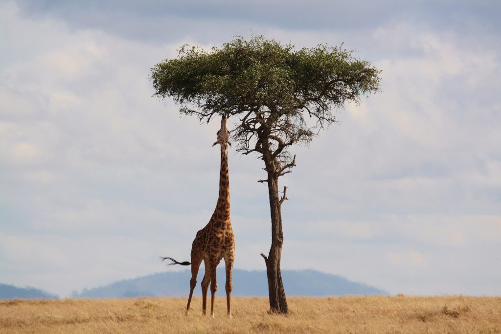 Il collo lungo della giraffa