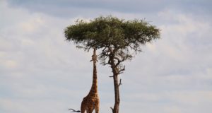 La giraffa: il collo più lungo del regno animale Il collo lungo della giraffa