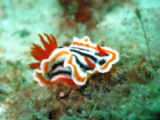 Nudibranchi: i Pokemon dei nostri mari Nudibranchi
