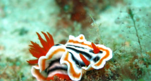 Nudibranchi: i Pokemon dei nostri mari Nudibranchi