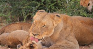 L’ordine dei Mammiferi Leonessa con cucciolo