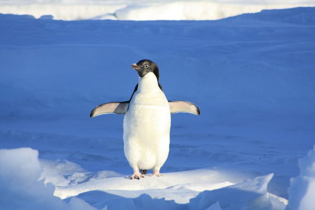 Perché i pinguini non volano?