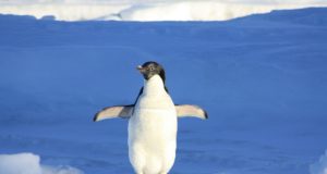 Perché i pinguini non volano? Perché i pinguini non volano?