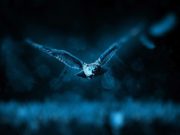 Animali…”potteriani” Animali potteriani