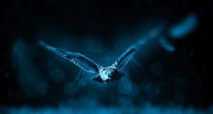 Animali…”potteriani” Animali potteriani