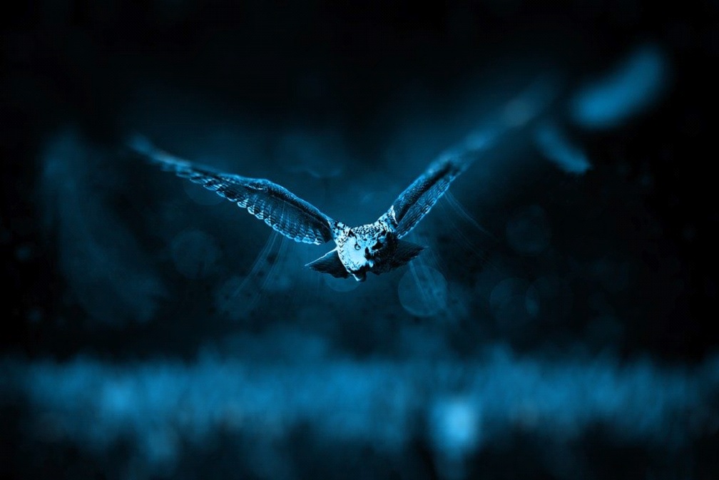 Animali potteriani