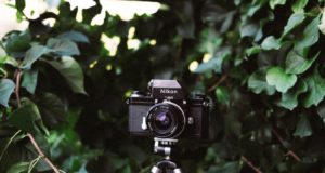 Camera traps: “trappole pacifiche” Camera traps