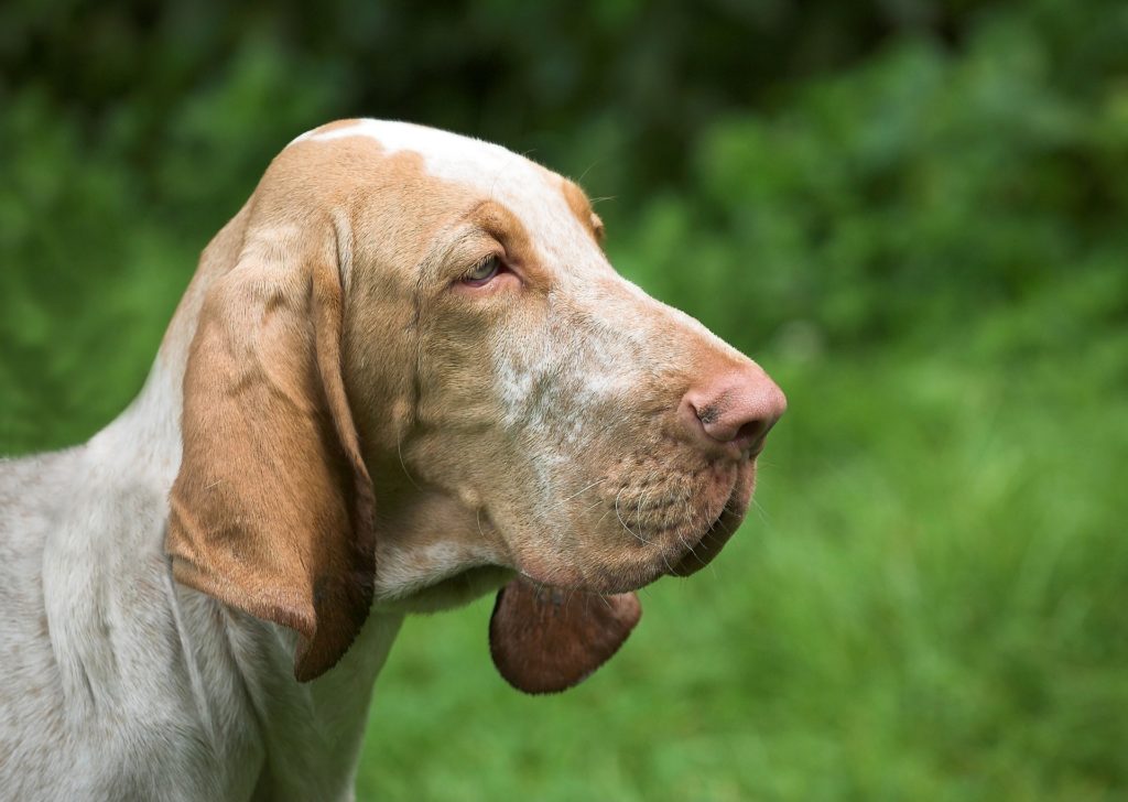 Cani con orecchie pendenti