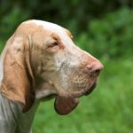 Cani con orecchie pendenti