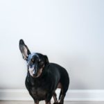 Cani con orecchie pendenti