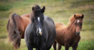 Cosa mangia il cavallo? Cavalli