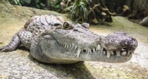 Cosa mangia il coccodrillo? Cosa mangia il coccodrillo