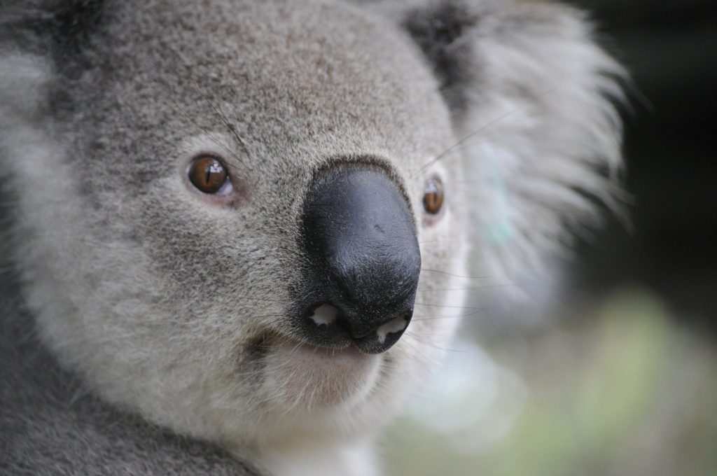 Koala