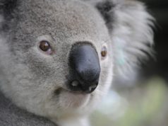 Cosa mangia il koala? Koala