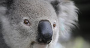 Cosa mangia il koala? Koala