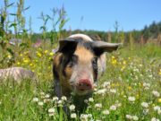 Cosa mangia il maiale? Maiale