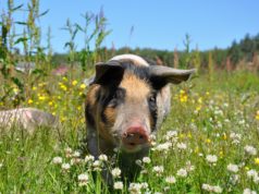 Cosa mangia il maiale? Maiale