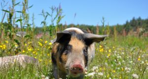 Cosa mangia il maiale? Maiale
