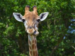 Toporagno Elefante Dagli Occhiali Mille Animali