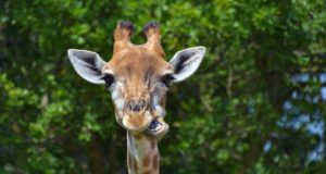 Cosa mangia la giraffa? Giraffa