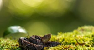 Curiosità che (forse) non conosci sul veleno animale Veleno nel mondo animale