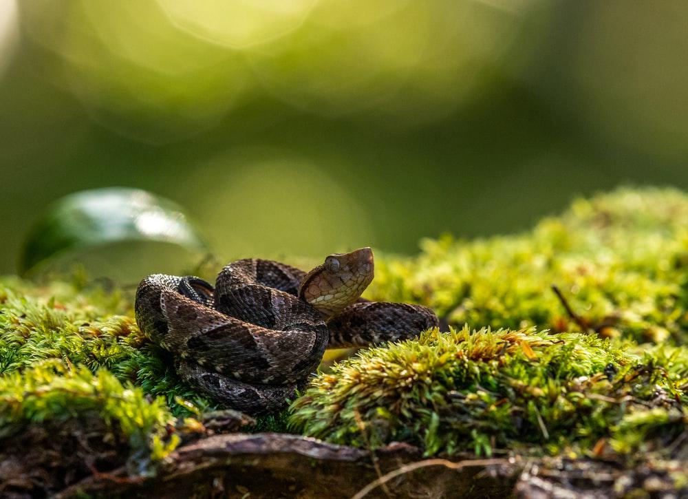 Veleno nel mondo animale