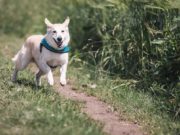 Alcuni consigli per disinfettare le zampe del cane dopo le passeggiate Disinfettare le zampe del cane